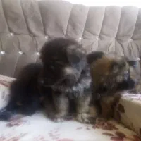 سگ ژرمن|سگ|بافت, |دیوار
