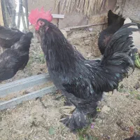 خروس جوان کاردرست مرندی