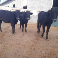 گوساله ماده بومی