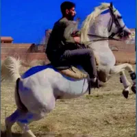 کره نریان کرد خالص|اسب و تجهیزات اسب‌سواری|اردبیل, |دیوار