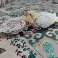 جوجه عروس هلندی لتینو یک ماهه