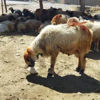 گوسفند قوچ|حیوانات مزرعه|ایوان, |دیوار