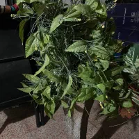 گلدان
