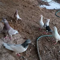 کفتر معامله با مرغ محلی|پرنده|ایرانشهر, |دیوار