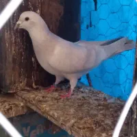 کفتر مصری|پرنده|بیرجند, |دیوار