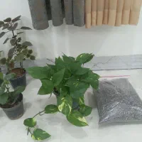 عروسک سبزها|اسباب‌بازی بچه|بندر کنگان, |دیوار