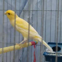 قناری نر|پرنده|پارس‌آباد, |دیوار