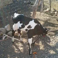 گوساله 15روزه هلشتان