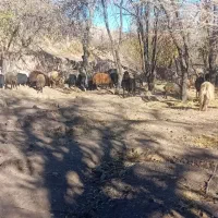 فروش میش و بز