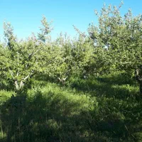 فروش باغ سیب ۱۱۰ من محلی، مناسب برای سرمایه گذاری|فروش خانه و ویلا|مراغه, |دیوار