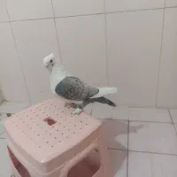 کبوتر بلژیکی نر جوان|پرنده|ایلام, |دیوار