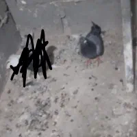 یک هفطه