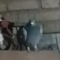 کفتر سبز گمشده