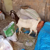 بز پاکستانی|حیوانات مزرعه|حمیدیا, |دیوار