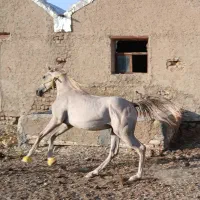 خریدوفروش اسب|اسب و تجهیزات اسب‌سواری|سردرود, |دیوار