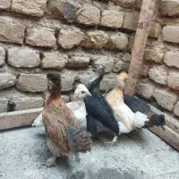 پنج عدد جوجه سلطان