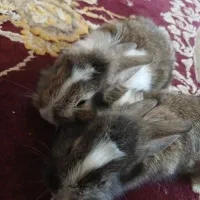 خرگوش