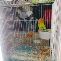 کوتوله بالق