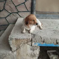 سگ پاپی نر  میکس اشپیتز و شیتزو|سگ|شهرضا, |دیوار