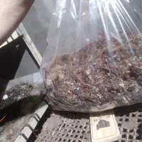 کود کمپوست قارچ|خدمات باغبانی و درختکاری|نیشابور, خط کاشمر|دیوار