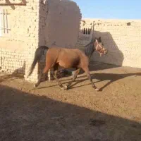 اسب مادیان وکره نریان کرد