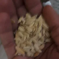 بذر خیار محلی کیاسر و‌ کدو (کچلیک)