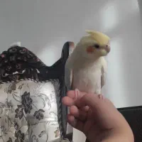 جوجه عروس هلندی نژاد لوتینو|پرنده|گرمسار, |دیوار