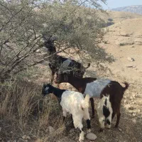 دوعدد بز نژدی|حیوانات مزرعه|بهبهان, |دیوار