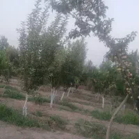باغچه-1000متر-دشت-بهشت-احمد-اباد-موستوفی