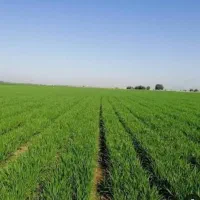 زمین کشاورزی موقعیت مکانی عالی