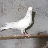 کبوتر|پرنده|قشم, |دیوار