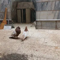 سینه ماده طوقی|پرنده|مشهد, امام رضا (ع)|دیوار