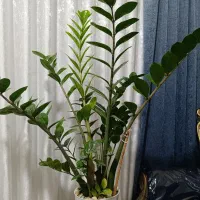 گل زاموفیلیا