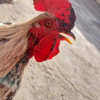 مرغ و خروس|پرنده|سیلاخور, |دیوار