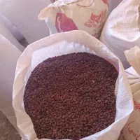 لوبیا قرمز درجه یک|خوردنی و آشامیدنی|کیار, |دیوار