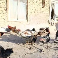 مرغ و خروس لاری خانگی بوقلمون