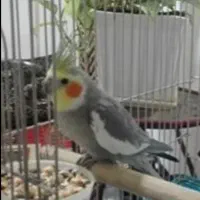 عروس هلندی سینامون معاوضه با لوتینو ماده