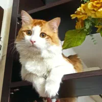 گربه عسل خانگی همراه وسایل