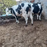 نخری تازه زا|حیوانات مزرعه|فلاورجان, |دیوار