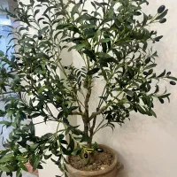 گل مصنوعی(درختچه زیتون)|گل مصنوعی|تهران, تهرانسر شرقی|دیوار