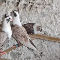 مخملی های رنگ خاص توضیحات بخونید