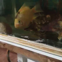 ماهی|ماهی|ری, علایین|دیوار