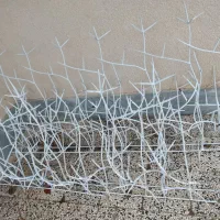 شاخ گوزنی|عمده‌فروشی|شوسف, |دیوار