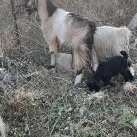 پازن مست بز رون