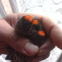 گلبسر سرقرمزو جوجه ودمگاه زرد