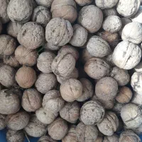 گردو تازه