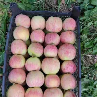 باغ سیب فروشی|فروش خانه و ویلا|نهاوند, |دیوار