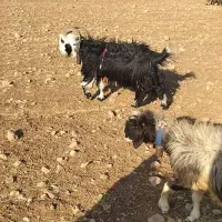 دوبر روزگاری ۴رون جلو رو|حیوانات مزرعه|ایذه, |دیوار