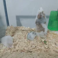 همستر|موش و خرگوش|شیراز, سلطان آباد|دیوار