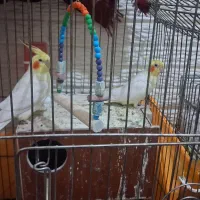 عروس هلندی